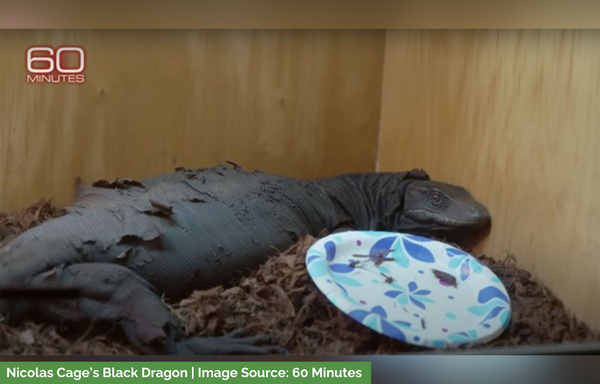 Nichloas Cage's Black Dragon, Image credit - CNN