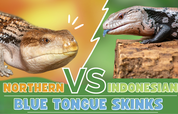 Northern vs indonesian blue tongue skink key differences