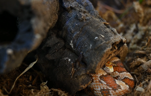 Phoneix the corn snake in a Zen Habitats 4x2x2 Meridian reptile enclosure, reptile terrarium for corn snakes