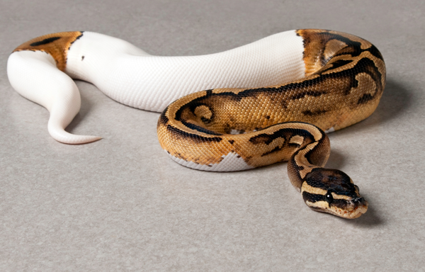 pied ball python