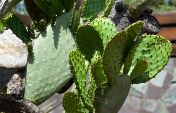 Prickly Pear Paddles Safe Plants For Bearded Dragons