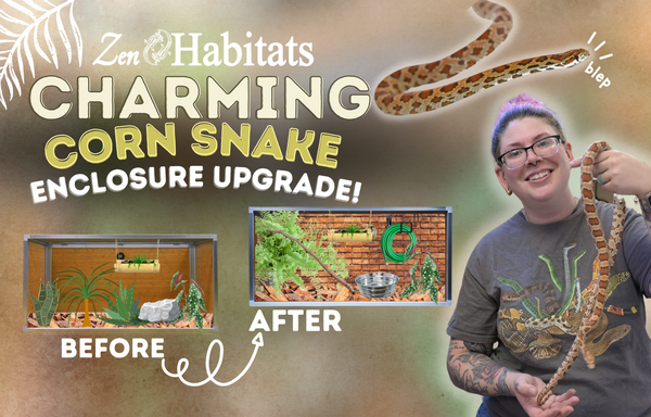 STUNNING Corn Snake Enclosure Setup! Upgrading Our Snake's Habitat! | Zen Habitats
