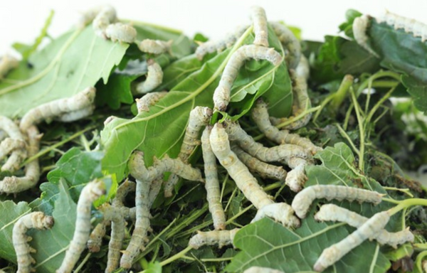 Silkworms eating leaves, 3 Reptile Superfoods to Give Your Insect Loving Reptiles!