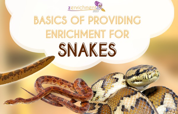 Basics of Providing Enrichment For Snakes, complete guide to enriching your snake pet life
