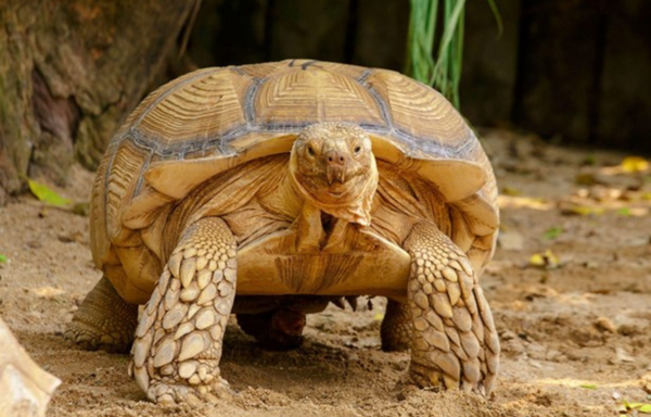 Sulcata Tortoise in the wild, celebrities that own reptiles as pets.