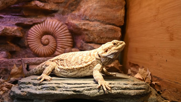 Tai the bearded dragon in a Zen Habitats 4x2x2 Reptile Enclosure, sitting on a Zen Cave by Zen Habitats. The Zen Habitats Zen Background can also be seen. Bearded dragon Care sheet.