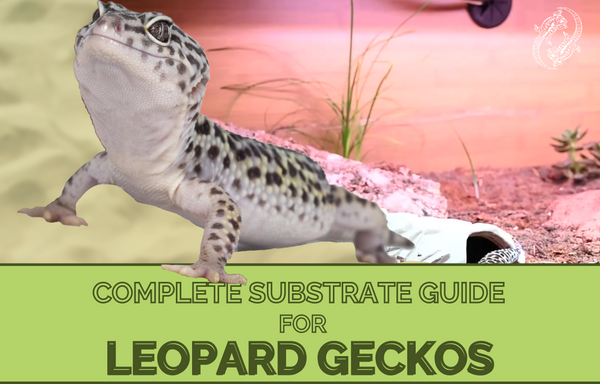 Leopard full guide (UPDATE)