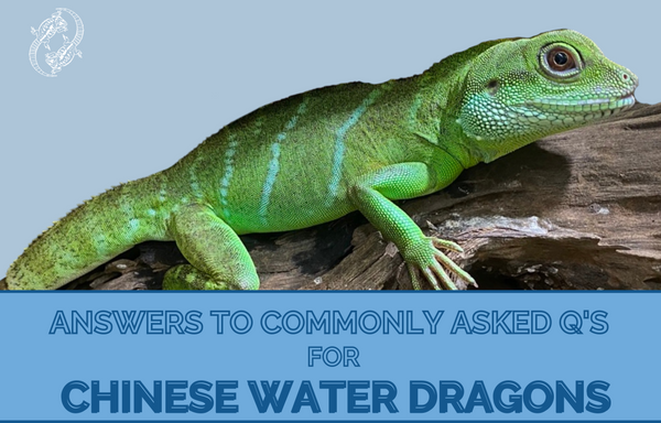 chinese water dragon swimming in pool