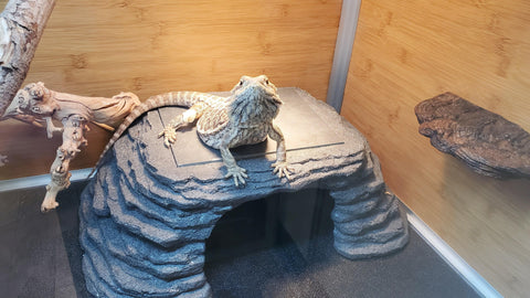 Tai, the bearded dragon basking on a Zen Cave in a Zen Habitats 4'x2'x2' Reptile enclosure. Heating guide for a bearded dragon enclosure