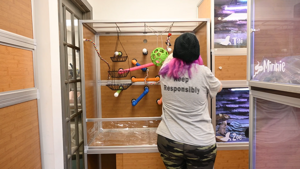 multiple snake enrichment items are being used inside a Zen Habitats 4x2x4 PVC Reptile Enclosure, including a dog toy, bird rope, hanging planters, and more!