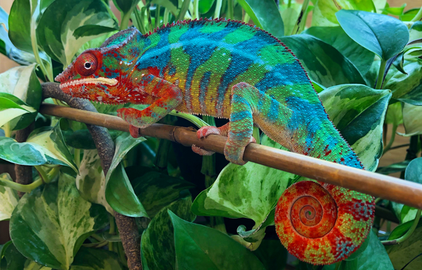 Zen_Habitats_Pantehr_Chameleon_Kenny, Zen Habitats sells reptile enclosures and reptile terrariums that are great for Panther Chameleons, Veiled Chameleon's and more!