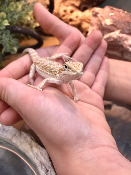 baby bearded dragon care