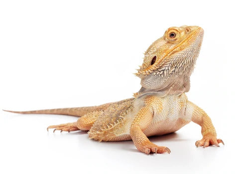 Yellow light colored small bearded dragon