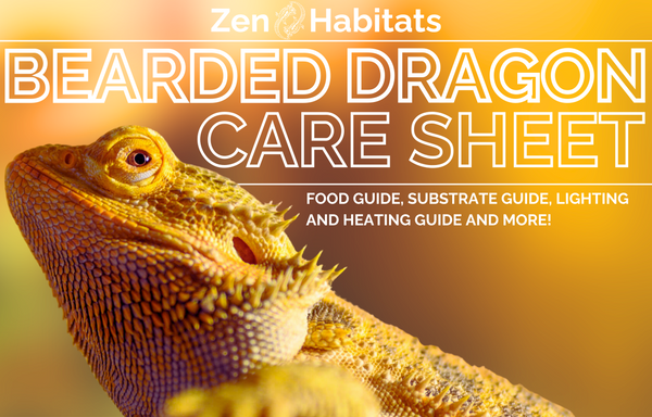 Bearded Dragon Care Sheet & Tanks – Zen Habitats