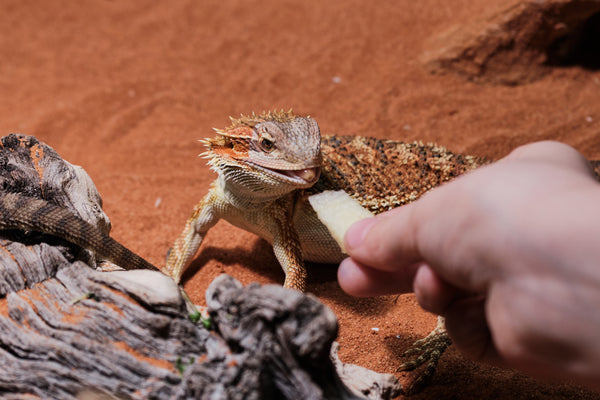 bearded dragon eating an apple, diet and food