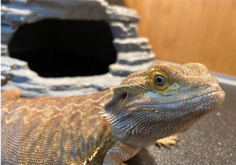 Caring For Your Pet Bearded Dragon