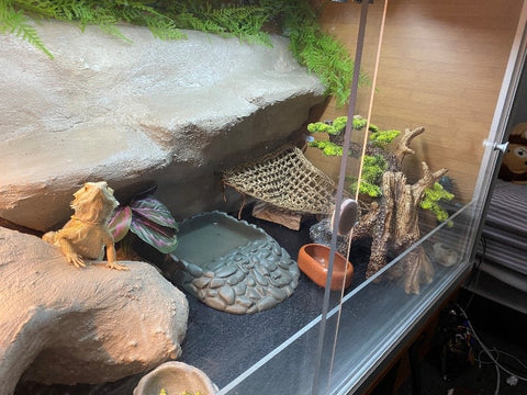 Bearded Dragon Care Sheet & Tanks – Zen Habitats