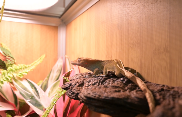 Eddie the crested gecko in her Zen Habitats 2x2x2 PVC reptile enclosure, gecko sitting on a ledge