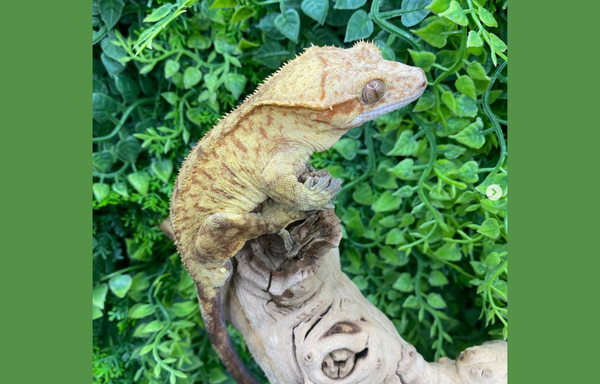 brindle crested gecko