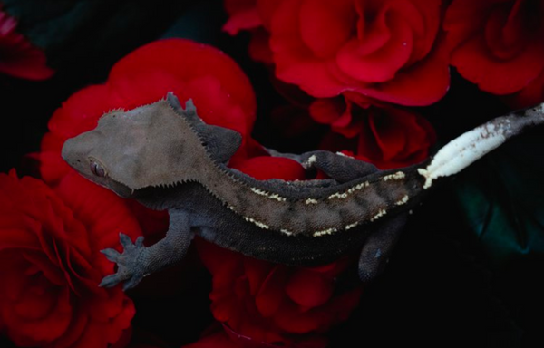 cappuccino crested gecko