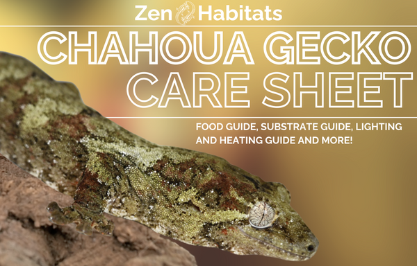 A detailed care sheet for chahouha geckos by Zen Habitats, offering a comprehensive guide on proper husbandry, nutrition, and environmental requirements for optimal care and well-being.