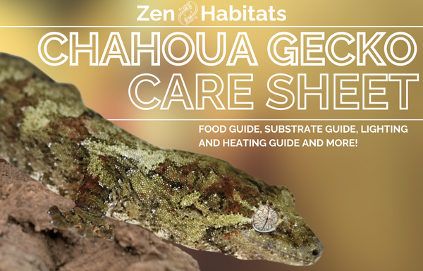 Red Tailed Boa Care Sheet: Food, Habitat & Health