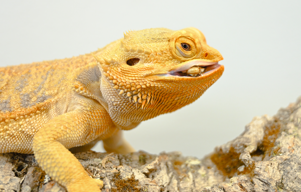 A bearded dragon eating a dubia roach, bearded dragon complete food guide for reptile owners