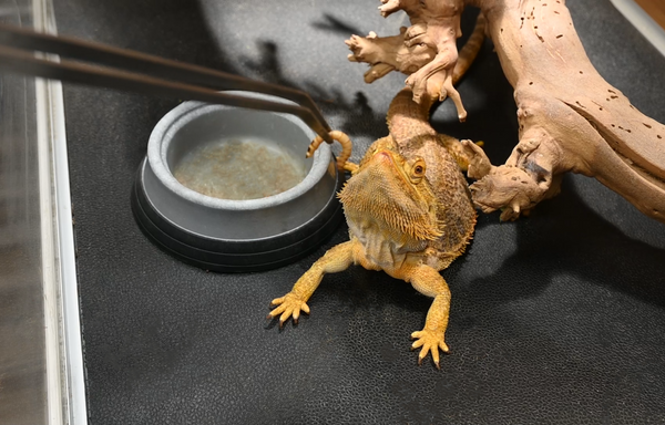 Chi the bearded dragon, a Zen Habitats ambassador pet, eating a superworm in a Zen Habitats 4x2x4 PVC Reptile Enclosure
