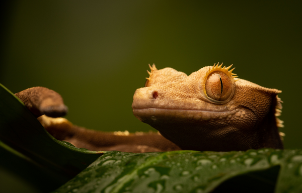 crested gecko enclosure crestie geckos