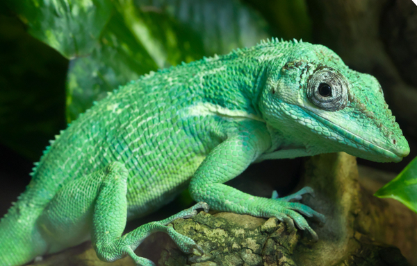 cuban knight anole lizard enclosure