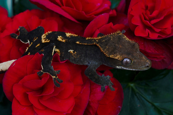 dark crested gecko