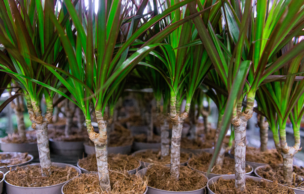 best plants for argentine red blue black and white tegus zen habitats bioactive enclosure dracaena
