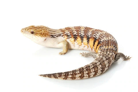 Tan colored blue tongue skink