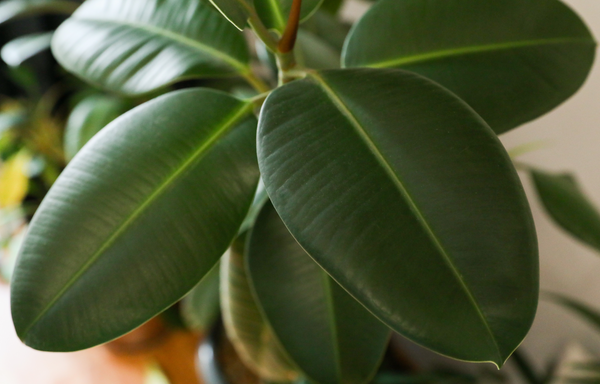 ficus elastica rubber tree