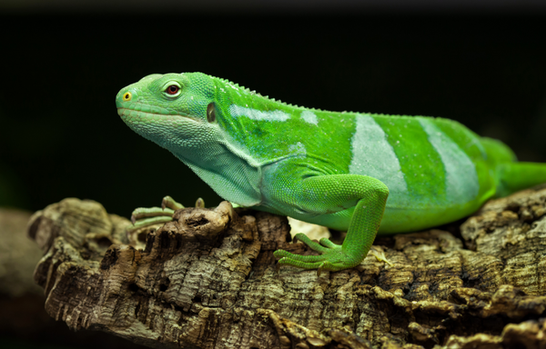 fiji banded iguana enclosure