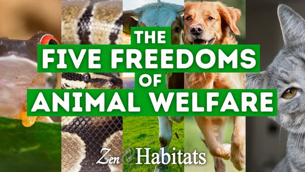 The five animal freedoms video by Zen Habitats where our animal care manager goes over the five important freedoms of animal welfare