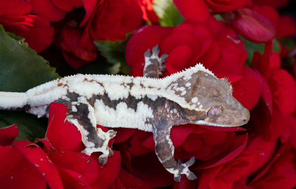 Sable - Crested Gecko Traits - Morphpedia