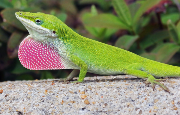 green anole enclosure