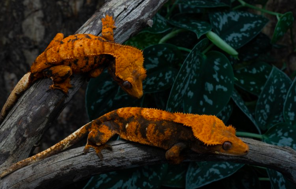 halloween crested geckos