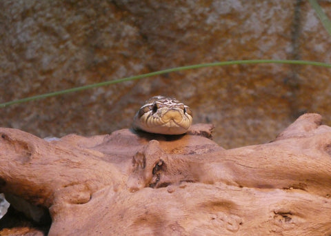 Western Hognose Snake: Care Guide Checklist for Beginners