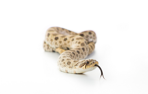 hognose snake filter