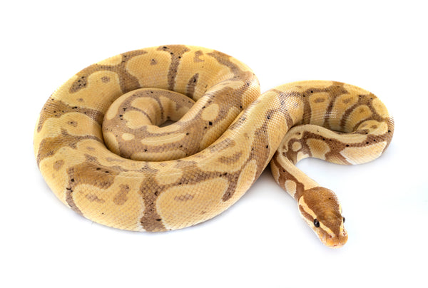 Banana Ball Python