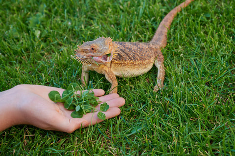 can bearded dragons eat spinach can bearded dragons eat apples can bearded dragons eat tomatoes can bearded dragons eat carrots can bearded dragons eat watermelon can bearded dragons eat cucumbers can bearded dragons eat broccoli can bearded dragons eat celery can a bearded dragon eat tomatoes