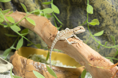 creating a baby bearded dragon enclosure full guide that incudes feeding guide, creating substrate for your baby bearded dragon and so much more!