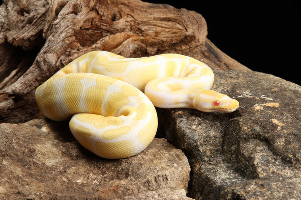 Albino Ball Python