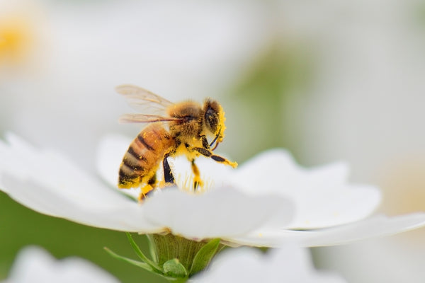 bee with bee pollen reptile