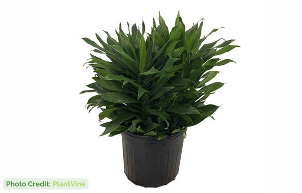 best plants for crested geckos dracena fragrans janet craig compacta