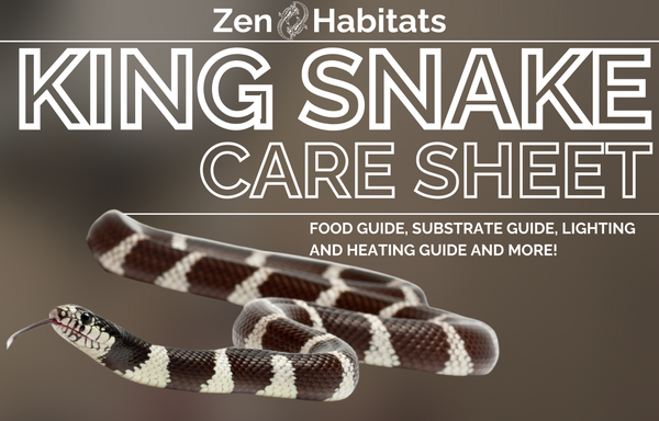 king snake pet