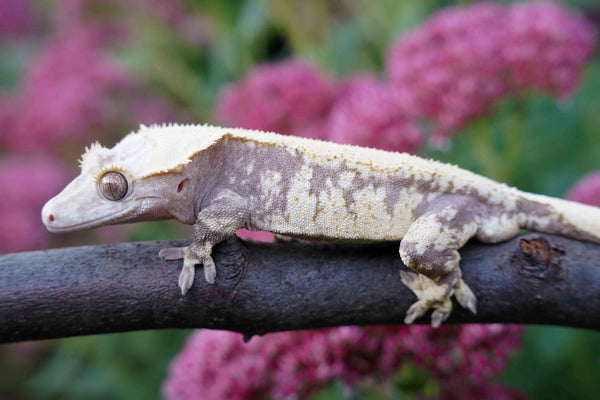 lavender harlequin crested gecko