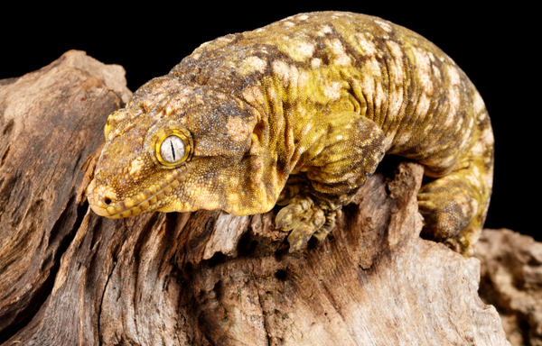 leachianus gecko